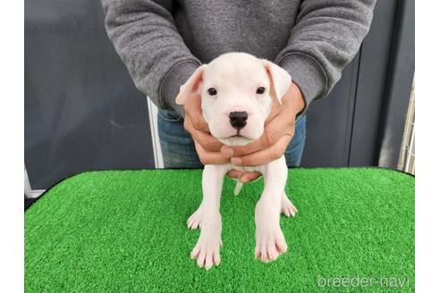 成約済の愛知県のその他の犬種-160917の1枚目